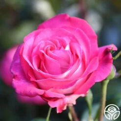 Big Momma™ -HEIRLOOM ROSES Sales Big Momma 12