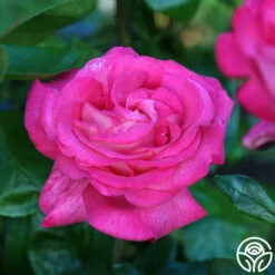 Big Momma™ -HEIRLOOM ROSES Sales Big Momma 13