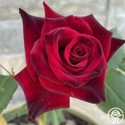 Black Baccara® 18 Black Baccara® -HEIRLOOM ROSES Sales Black Baccara 45