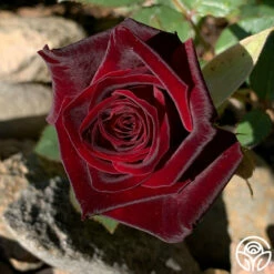 Black Baccara® 28 Black Baccara® -HEIRLOOM ROSES Sales Black Baccara 010