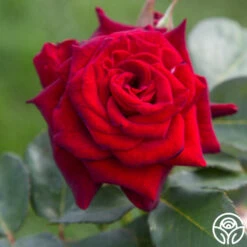 Black Baccara® 22 Black Baccara® -HEIRLOOM ROSES Sales Black Baccara 02