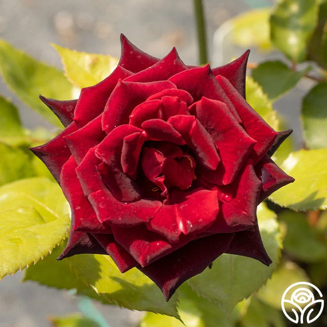 Black Baccara® 16 Black Baccara® - Image 14