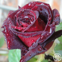 Black Baccara® 25 Black Baccara® -HEIRLOOM ROSES Sales Black Baccara 08