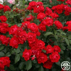 Black Forest Rose® 14 Black Forest Rose® -HEIRLOOM ROSES Sales Black Forest Rose 034