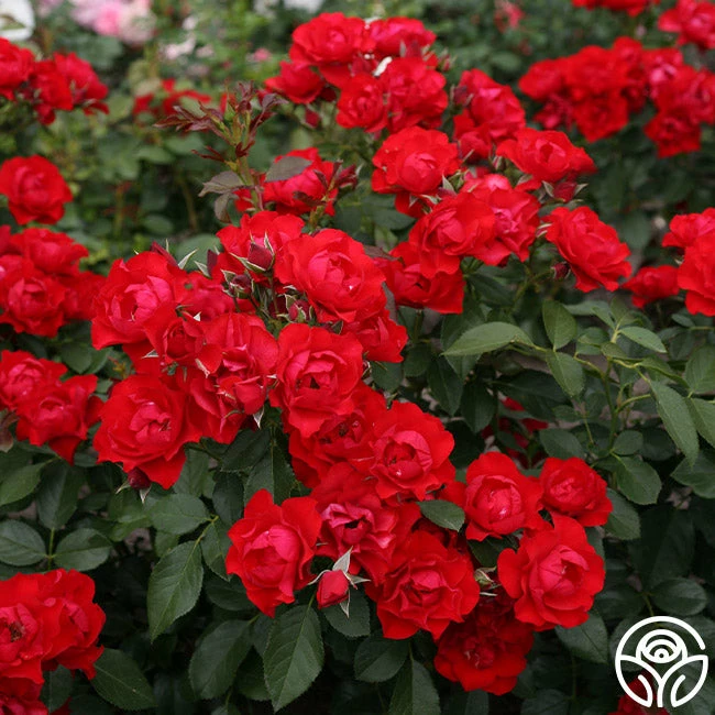 Black Forest Rose® 8 Black Forest Rose® - Image 6