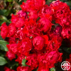 Black Forest Rose® 12 Black Forest Rose® -HEIRLOOM ROSES Sales Black Forest Rose 04