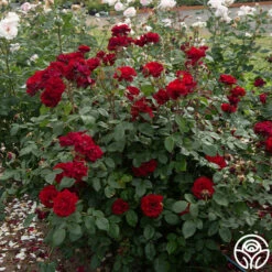 Black Ice™ -HEIRLOOM ROSES Sales Black Ice 02