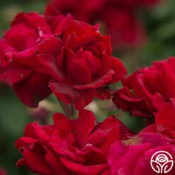 Black Ice™ -HEIRLOOM ROSES Sales Black Ice 020