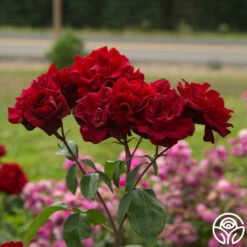 Black Ice™ -HEIRLOOM ROSES Sales Black Ice 022