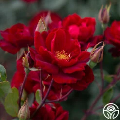 Black Ice™ -HEIRLOOM ROSES Sales Black Ice 03