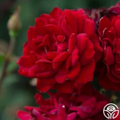 Black Ice™ -HEIRLOOM ROSES Sales Black Ice 036