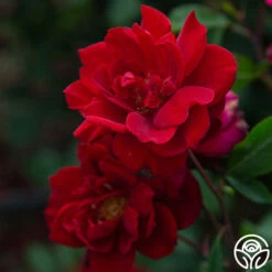 Black Ice™ -HEIRLOOM ROSES Sales Black Ice 04