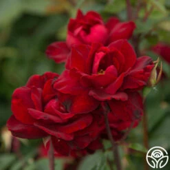 Black Ice™ -HEIRLOOM ROSES Sales Black Ice 08