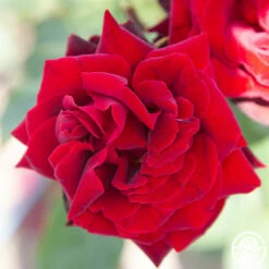 Black Pearl -HEIRLOOM ROSES Sales Black Pearl 11