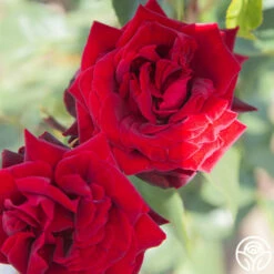 Black Pearl -HEIRLOOM ROSES Sales Black Pearl 16