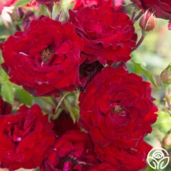 Black Pearl -HEIRLOOM ROSES Sales Black Pearl 18