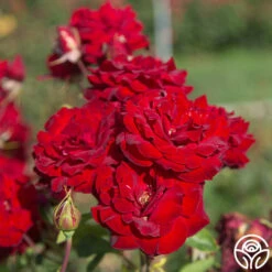 Black Pearl -HEIRLOOM ROSES Sales Black Pearl 20