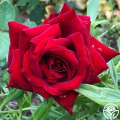 Black Pearl -HEIRLOOM ROSES Sales Black Pearl 11