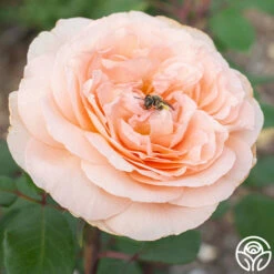 Parfuma® Bliss -HEIRLOOM ROSES Sales Bliss Parfuma 03