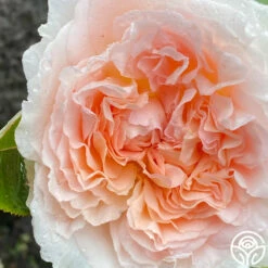 Parfuma® Bliss -HEIRLOOM ROSES Sales Bliss Parfuma 02