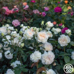 Bolero™ -HEIRLOOM ROSES Sales Bolero 023