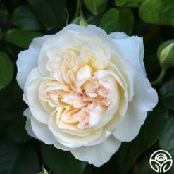 Bolero™ -HEIRLOOM ROSES Sales Bolero 0234