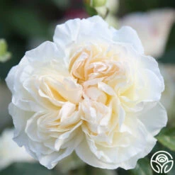 Bolero™ -HEIRLOOM ROSES Sales Bolero 12