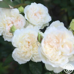 Bolero™ -HEIRLOOM ROSES Sales Bolero 13