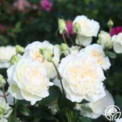 Bolero™ -HEIRLOOM ROSES Sales Bolero 14