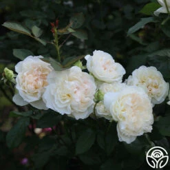 Bolero™ -HEIRLOOM ROSES Sales Bolero 15