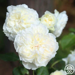 Bolero™ -HEIRLOOM ROSES Sales Bolero 17