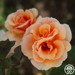 Brandy™ -HEIRLOOM ROSES Sales Brandy 01