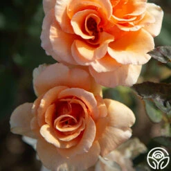 Brandy™ -HEIRLOOM ROSES Sales Brandy 07