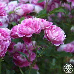 Brilliant Pink Iceberg -HEIRLOOM ROSES Sales Brilliant Pink Iceberg 12