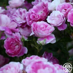Brilliant Pink Iceberg -HEIRLOOM ROSES Sales Brilliant Pink Iceberg 13