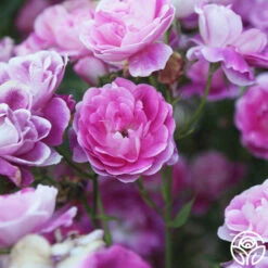 Brilliant Pink Iceberg -HEIRLOOM ROSES Sales Brilliant Pink Iceberg 15