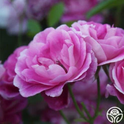 Brilliant Pink Iceberg -HEIRLOOM ROSES Sales Brilliant Pink Iceberg 16