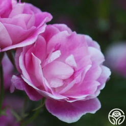 Brilliant Pink Iceberg -HEIRLOOM ROSES Sales Brilliant Pink Iceberg 17