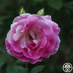 Brilliant Pink Iceberg -HEIRLOOM ROSES Sales Brilliant Pink Iceberg 19