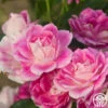Brilliant Pink Iceberg -HEIRLOOM ROSES Sales Brilliant Pink Iceberg 15