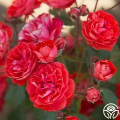 Veranda® Brilliant™ -HEIRLOOM ROSES Sales Brilliant Veranda 12