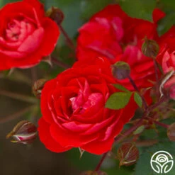 Veranda® Brilliant™ -HEIRLOOM ROSES Sales Brilliant Veranda 122