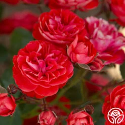 Veranda® Brilliant™ -HEIRLOOM ROSES Sales Brilliant Veranda 13