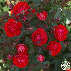 Veranda® Brilliant™ -HEIRLOOM ROSES Sales Brilliant Veranda 14