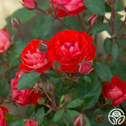 Veranda® Brilliant™ -HEIRLOOM ROSES Sales Brilliant Veranda 18