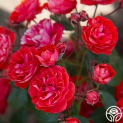 Veranda® Brilliant™ -HEIRLOOM ROSES Sales Brilliant Veranda 19