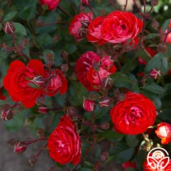 Veranda® Brilliant™ -HEIRLOOM ROSES Sales Brilliant Veranda 20