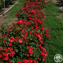 Veranda® Brilliant™ -HEIRLOOM ROSES Sales Brilliant Veranda 66