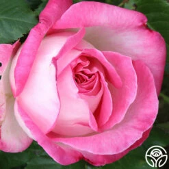 California Dreamin'™ -HEIRLOOM ROSES Sales California Dreamin 11