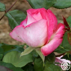 California Dreamin'™ -HEIRLOOM ROSES Sales California Dreamin 13